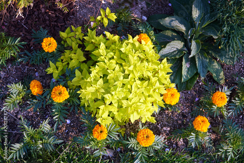 Schilderij op canvas The meeting of light green leaf plants and marigolds, the gardener's ideas and sincerity stand out and are beautiful