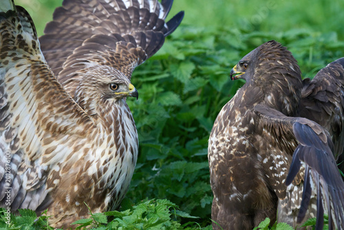 Common buzzard (Buteo buteo)