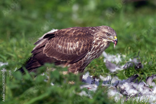 Common buzzard (Buteo buteo)