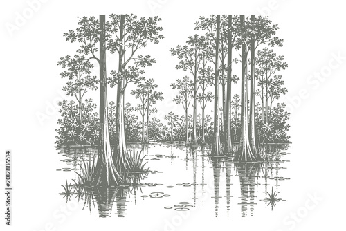 Foto Cypress Trees in a Swamp Wetland in Vintage Etching Style Vector Illustration fo