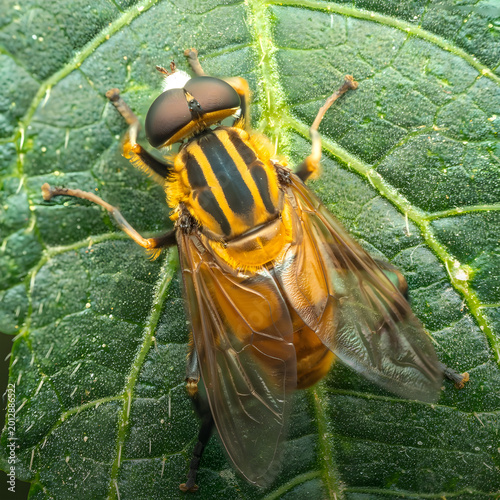 Foto Macro Close Up of Colorful Hoverfly on Green Leaf in Natural Garden Environment