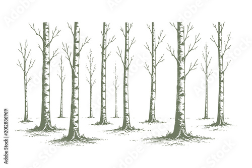 Foto Set of Birch Trees with Slender Trunks in Traditional Woodcut Style Vector Illus