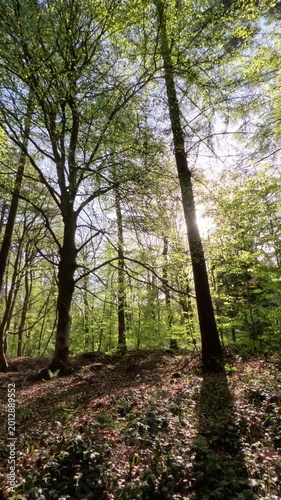 Sunny Forest Scenery During Springtime