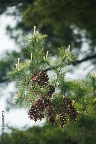 Branch of a pine tree with open brown cones and young green shoots. Natural background with evergreen needles and new spring growth in the forest.
