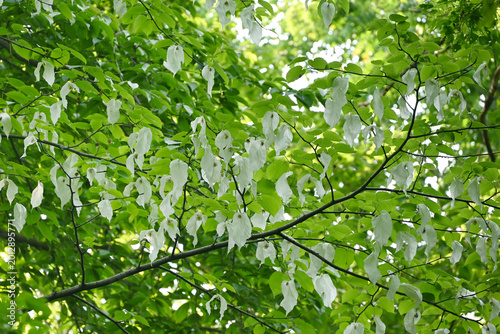 cluster of white flowers of dove tree blossom in the forest