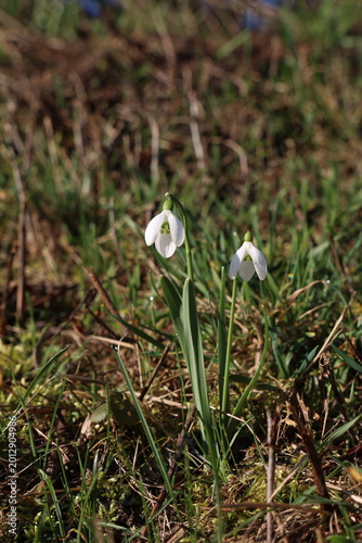 Snowdrops bloom in the forest in spring