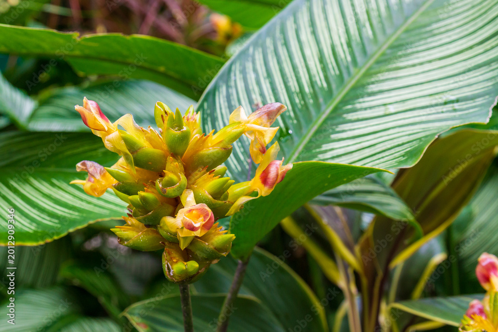 Obraz premium Close-up cluster of yellow Phrynium pubinerve flower against green foliage background