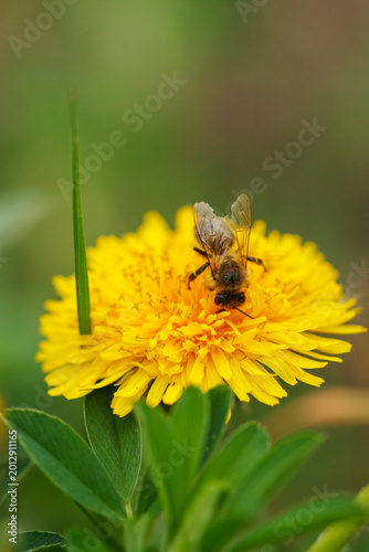 Macro shot of a honey bee on a yellow dandelion flower. Pollination concept with a bee collecting nectar on a bright summer day with a green background.