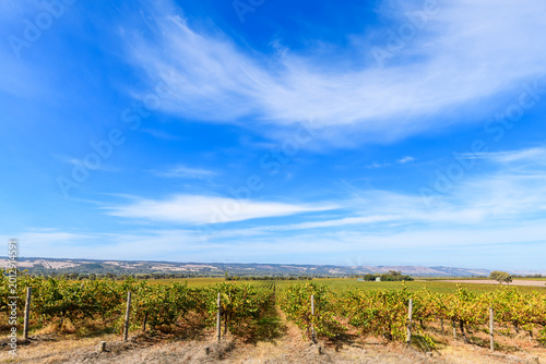 Grapevines in a row in McLaren Vale after harvest on a bright clear day, South Australia. Rolling hills and agricultural landscape stretch into the distance under blue sky with strong natural daylight