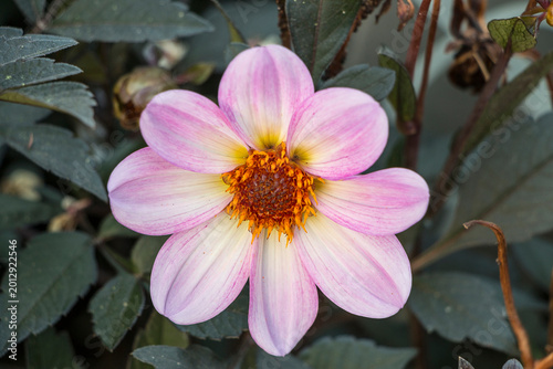 Pink dahlia flower close up. Garden flower dahlia