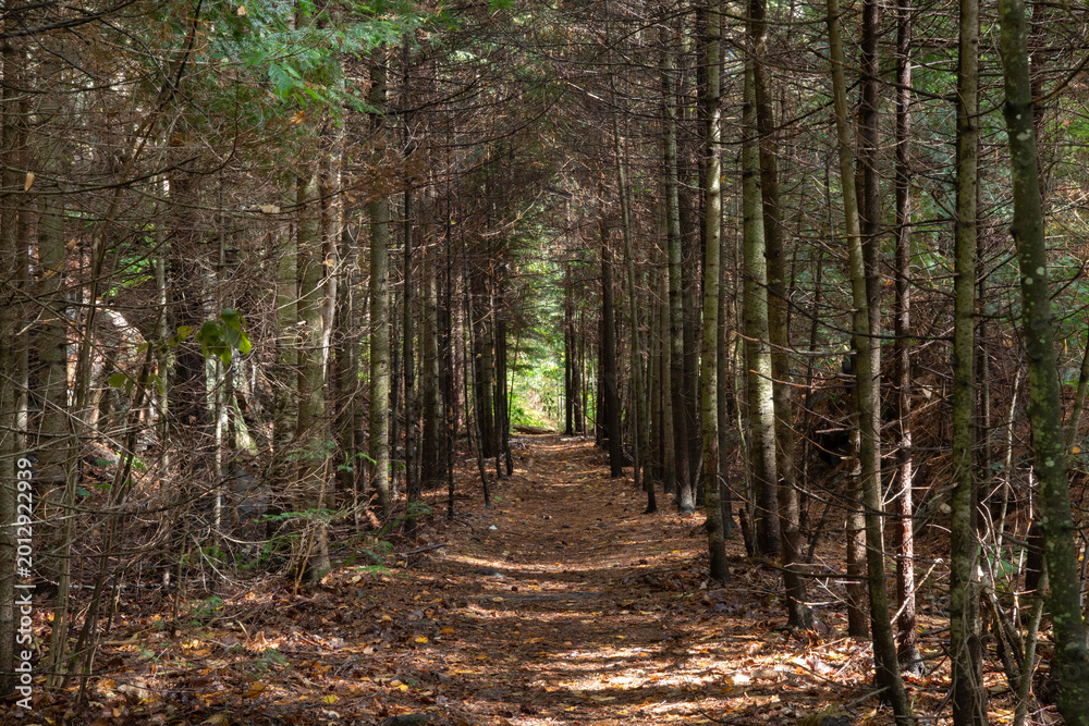 Fototapeta premium Forest Trail, Path in Algonquin Provincial Park Ontario Canada