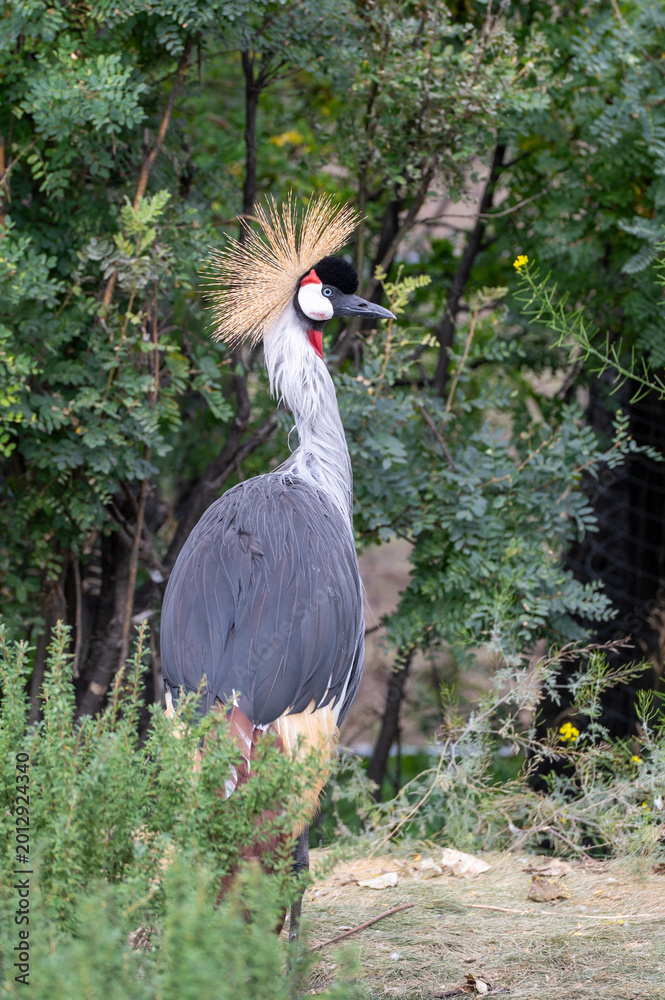 Obraz premium Grey Crowned Crane (Balearica regulorum), (captive bird), Calgary Zoo, Calgary, Alberta, Canada