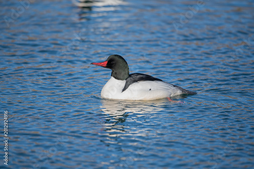 Tableau sur toile Male Common Merganser (Mergus merganser) swimming in beaver pond, Princes Island