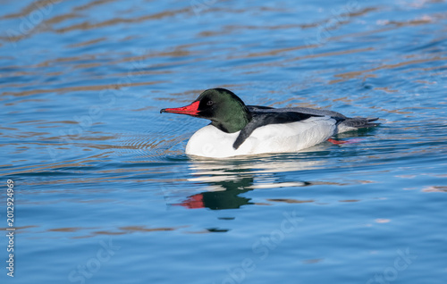 Fotografi Male Common Merganser (Mergus merganser) swimming in beaver pond, Princes Island