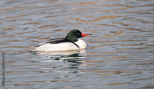 Photos Male Common Merganser (Mergus merganser) swimming on beaver pond, Princes Island