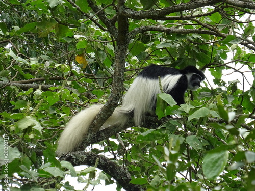 Tableau sur toile Black and white colobus monkey in Arusha National Park, Tanzania