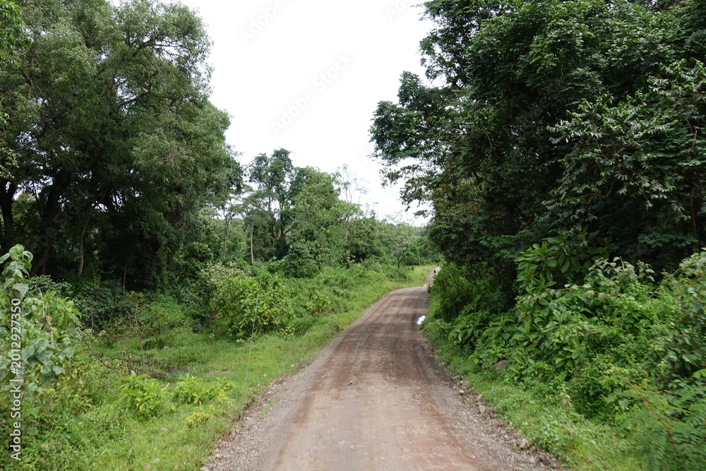 Obraz premium Dirt Road in Arusha National Park