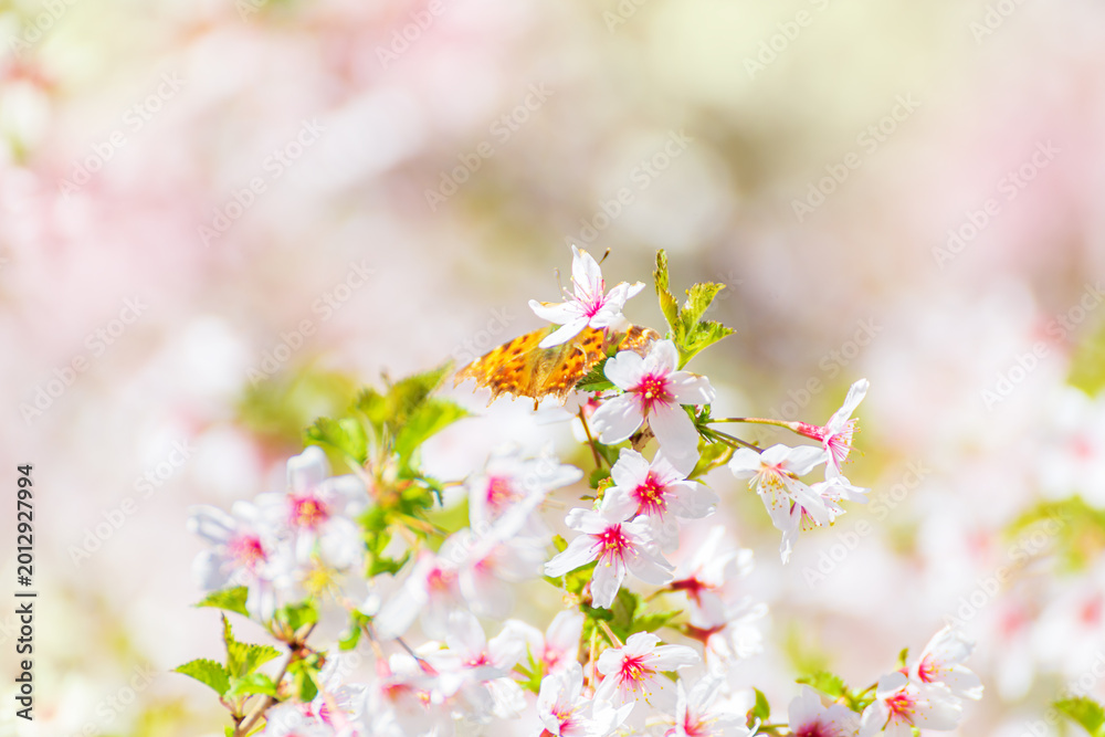 Fototapeta premium Orange butterfly on pink cherry blossom in spring.