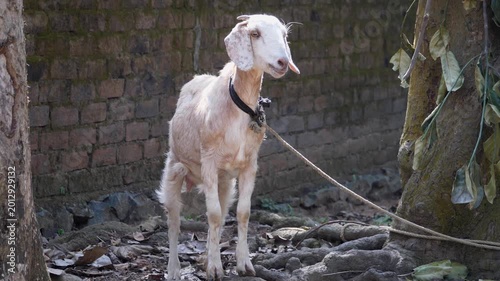 farm goat 
