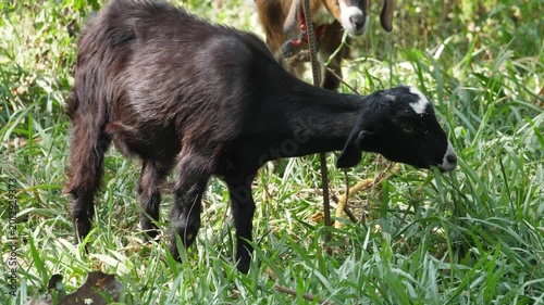 goat on the meadow