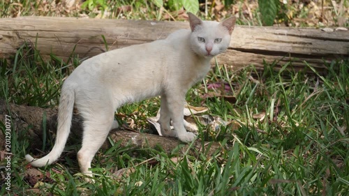 White cat