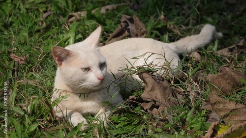 cat in the grass