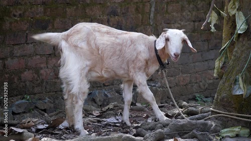goat on farm