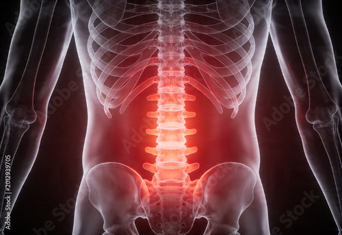 Human anatomy front view skeleton showing lower back pain ache inflammation bvoday health nerve sciatica back dult medicine.