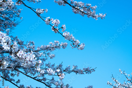 Tableau sur toile 青空と桜の枝の写真。コントラスト強め。