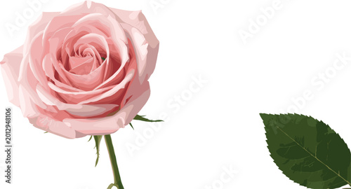 Soft pink rose blossom illustration with separate green leaf and delicate romantic botanical floral aesthetic artwork