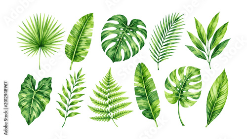 Collection of Various Tropical Green Leaves Watercolor Illustration.