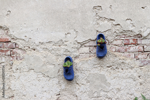 Blue Plastic Clog Shoe With Succulents Mounted On A Weathered Brick And Plaster Wall