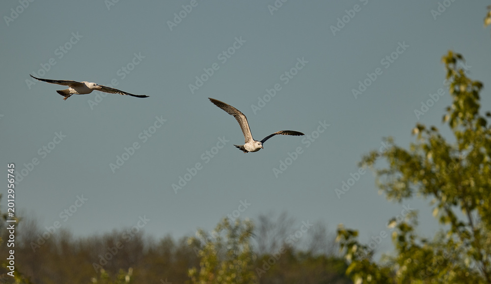 Obraz premium canadian gull in flight