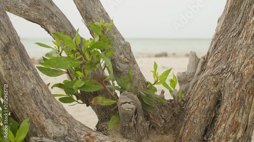 Close-up of beach tree with green leaves