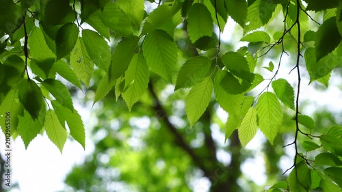そよ風に揺れる新緑の葉っぱ