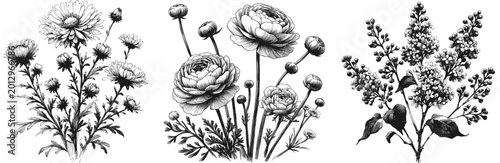 Photos Line art sketch drawing of botanical illustration featuring three clusters of fl
