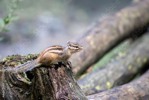 Japanese chipmunk on tree stump in natural forest background