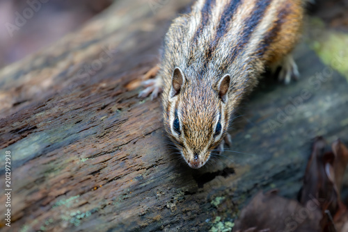 Japanese chipmunk on tree stump in natural forest background