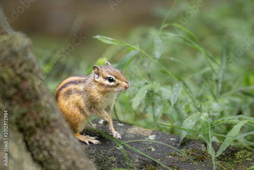Japanese chipmunk on tree stump in natural forest background