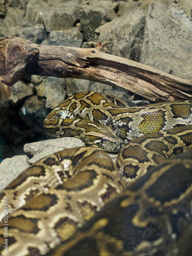 Quadro em tela Vertical shot of a coiled burmese python snake resting on stones under a log at