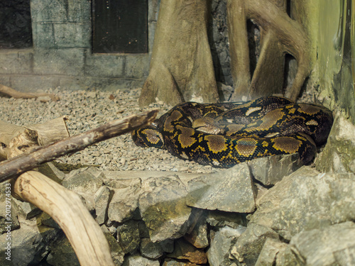 Принти на полотні horizontal shot of a huge python snake curled up on pebbles in a city zoo terrar