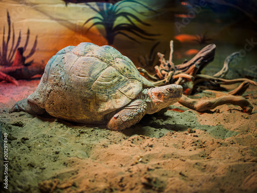 Billede på lærred Horizontal shot of a large tortoise reptile looking up in a city zoo terrarium,