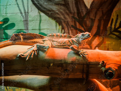 Fotografie Horizontal shot of exotic crested sailfin lizard hydrosaurus pustulatus resting
