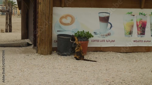 Stray cat exploring beachside food truck area