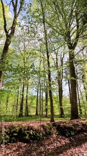 Sunny Forest Scenery During Springtime