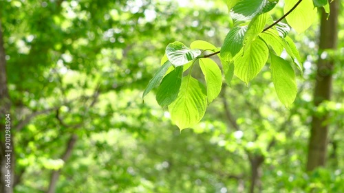 そよ風に揺れる新緑の葉っぱ