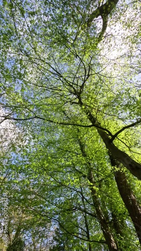 Sunny Forest Scenery During Springtime