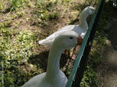 Canvas Print Two curious white geese stand together near a green metal fence on a sunny day