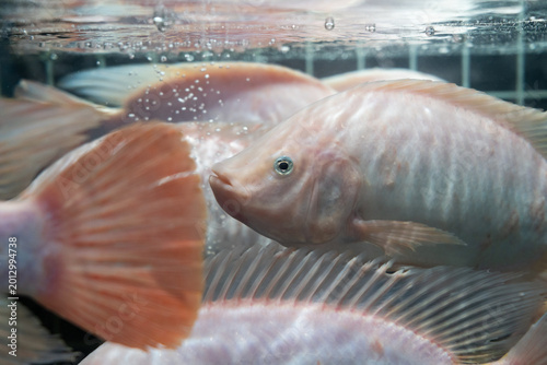 Photos Pink cichlid fish swimming in an aquarium with close-up detail of fins and scale