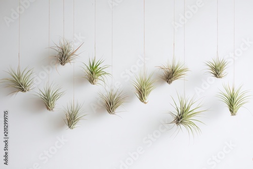 Hanging Air Plants on White Wall Minimalist Decor